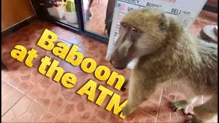 Baboon at the Currency Exchange!