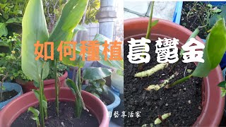 葛鬱金（粉薯）種植？｜既能生吃，也能磨粉、做料理勾芡的 ... 