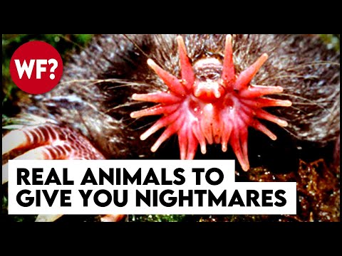 Top 10 Terrifying Animals That Actually Exist