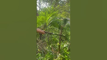 Tôi làm con dao quắm phát rẫy bằng thép hòn bi tàu thủy chặt cây như chặt chuối vậy