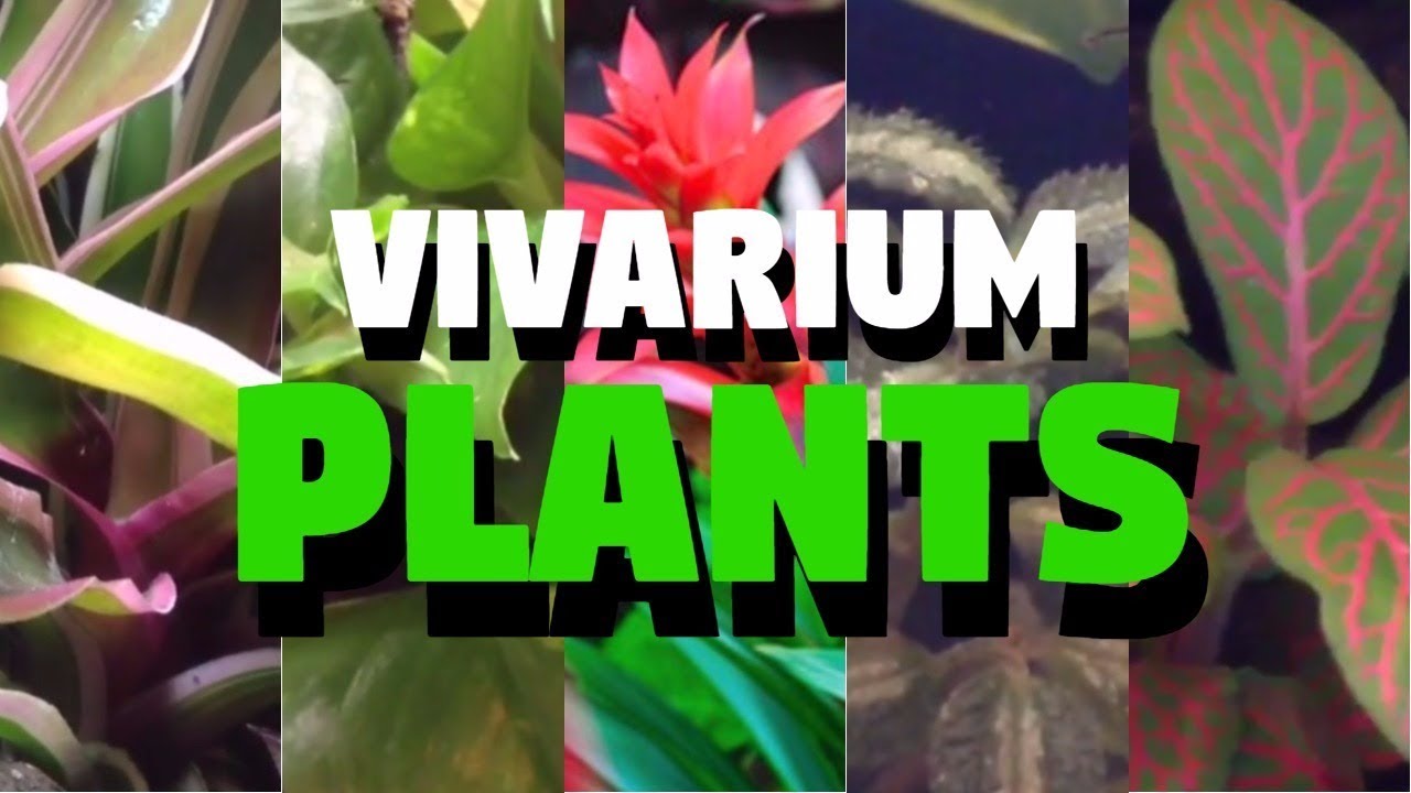 Top 5 Tropical Vivarium Plants YouTube
