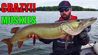 CRAZY MUSKIES Hitting Boatside!! - Musky Fishing Northern WI