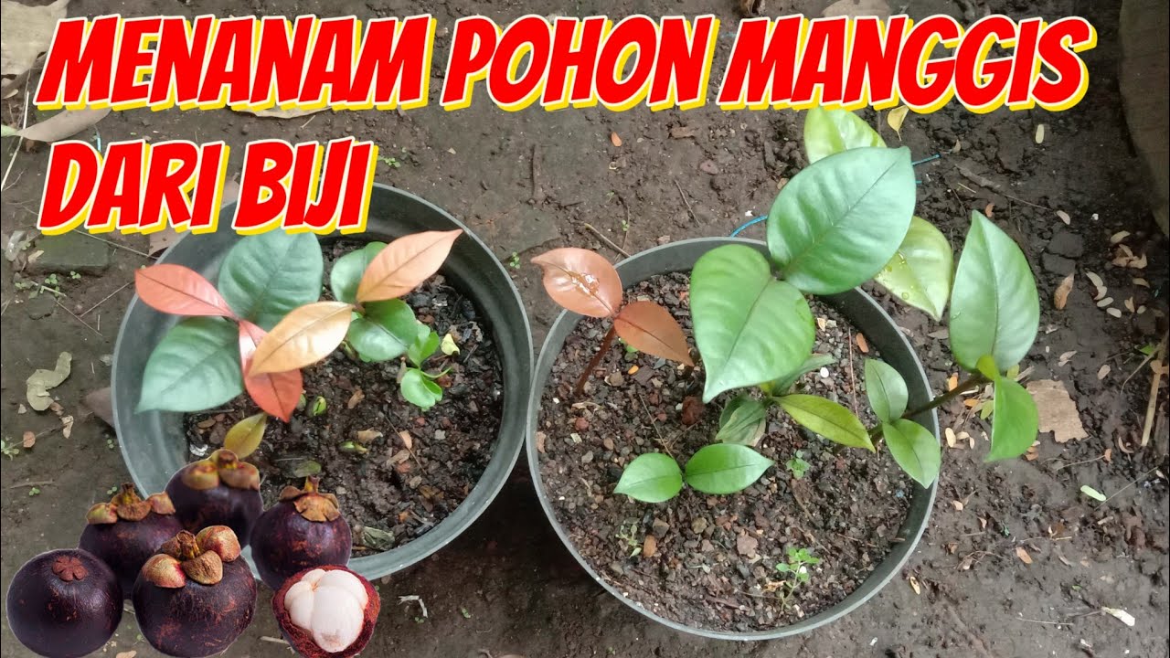 Cara menanam pohon manggis dari biji