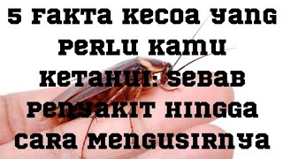 5 Fakta Kecoa yang Perlu Kamu Ketahui: Sebab Penyakit hingga Cara Mengusirnya #shorts #shortsfeed