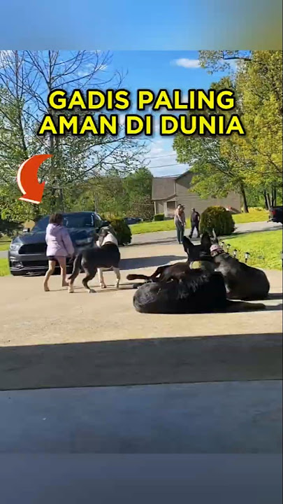 This Dog Quickly Protects His Owner's Daughter 🐕‍🦺🛡 #shorts #dog