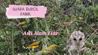 Download Lagu Suara Pikat Burcil Suara Panik Asli Alam Liar MP3