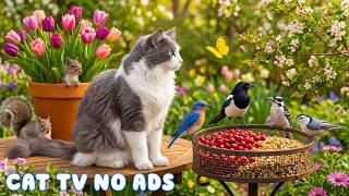 Cat TV for Cats to Watch 🎹 Soft Cozy Piano Notes for Stress Relief Calm Mood & Gentle Relaxation 🌿 screenshot 5