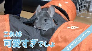 【チンチラ】はじめてのトンネル遊びが楽しすぎて大はしゃぎ！Funny and Cute Chinchilla