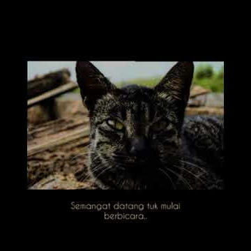 Story wa Indie Nosstress- Jawaban Lagu pertama