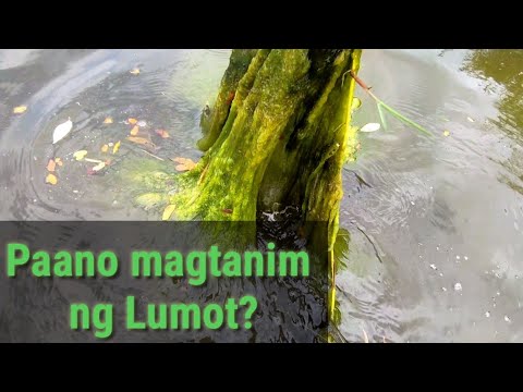 Video: Ligtas bang kumain ng algae?