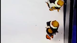 C-Quest Line Onyx Clownfish WYSIWYG Pair at Pacific East Aquaculture