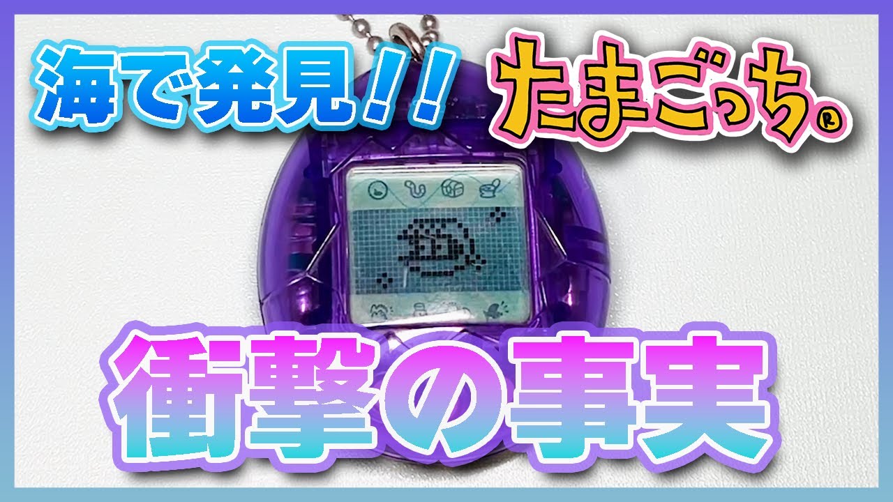 たまごっち育成動画】海たま新情報を発表します❣️ - YouTube