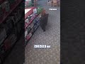 WATCH: Bear BREAKS INTO library