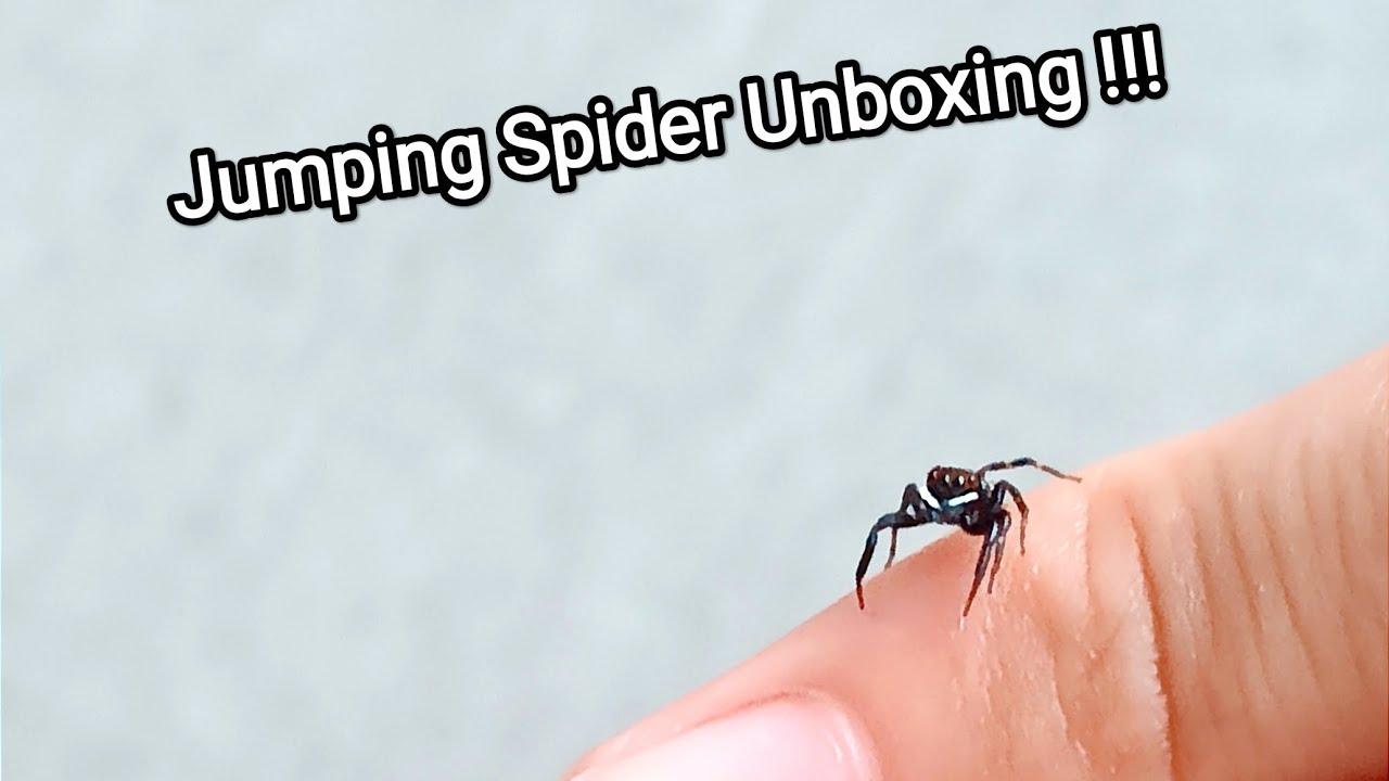 Unboxing,rehousing and preparing jumping spiders for future breeding projects or for sale.