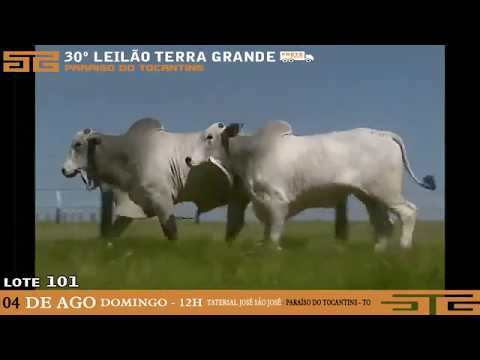 LOTE 101