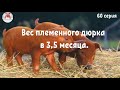 Миллион на свиньях.Вес племенного дюрка в 3,5 месяца.