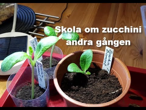 Video: Plantera Zucchini I öppen Mark