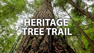 Hike with us to a magical grove of ancient trees along the Heritage Tree Trail in North Vancouver