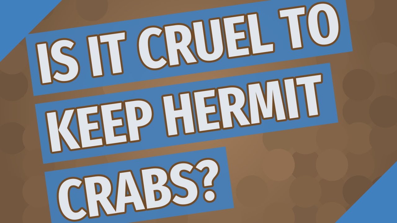 Is it cruel to keep hermit crabs? YouTube
