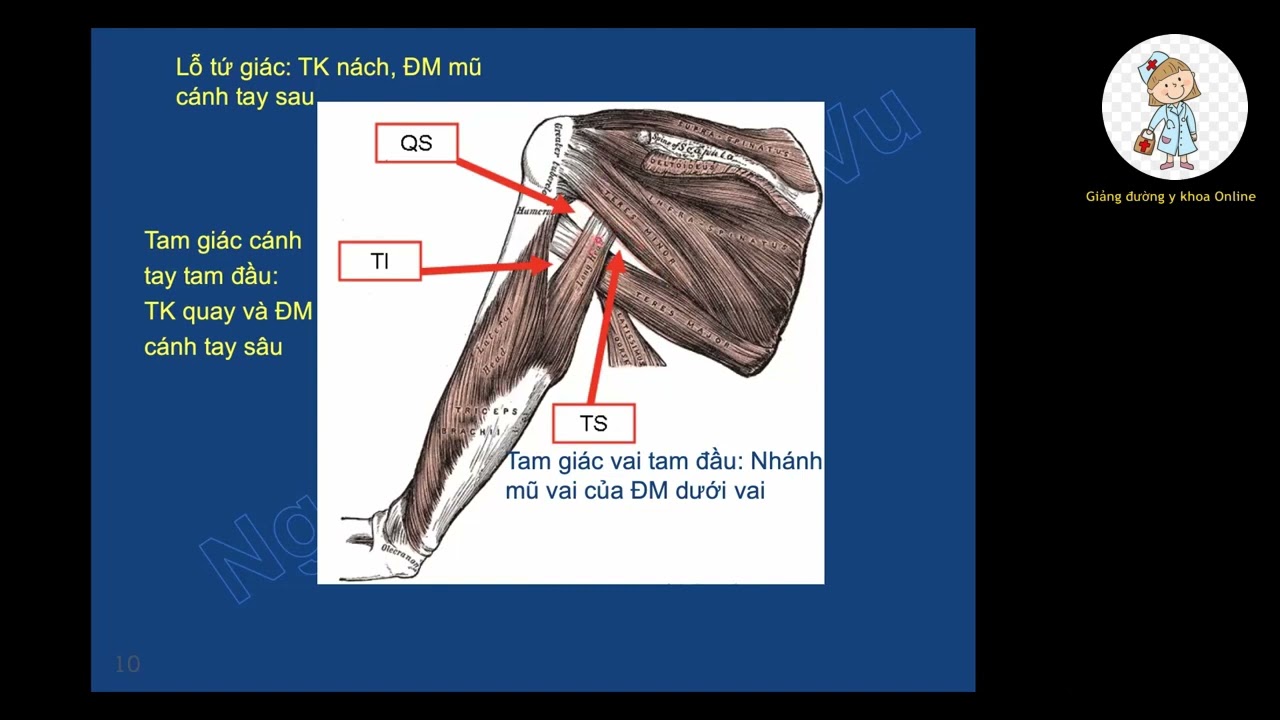 CƠ XƯƠNG KHỚP | TS. BS. NGUYỄN HOÀNG VŨ | Ôn thi SĐH 2023