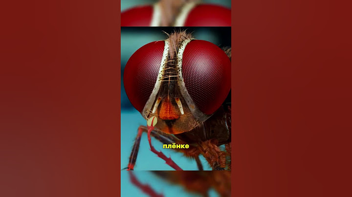 Как насекомое отомстило за уб*ство 😳