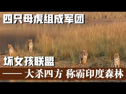 四只母虎组成坏女孩联盟，捕杀巨型野牛，称霸印度森林，纪录片