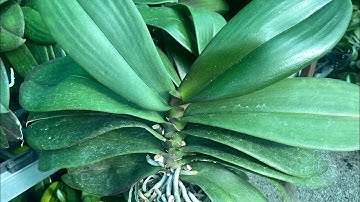 Hồ Điệp Đài Loan Thuần Cốc Vỏ Thông  ! LH 0902889523