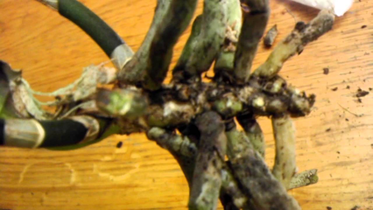 PASO A PASO - PUDRICIÓN en CORONA de Phalenopsis - Caso #2