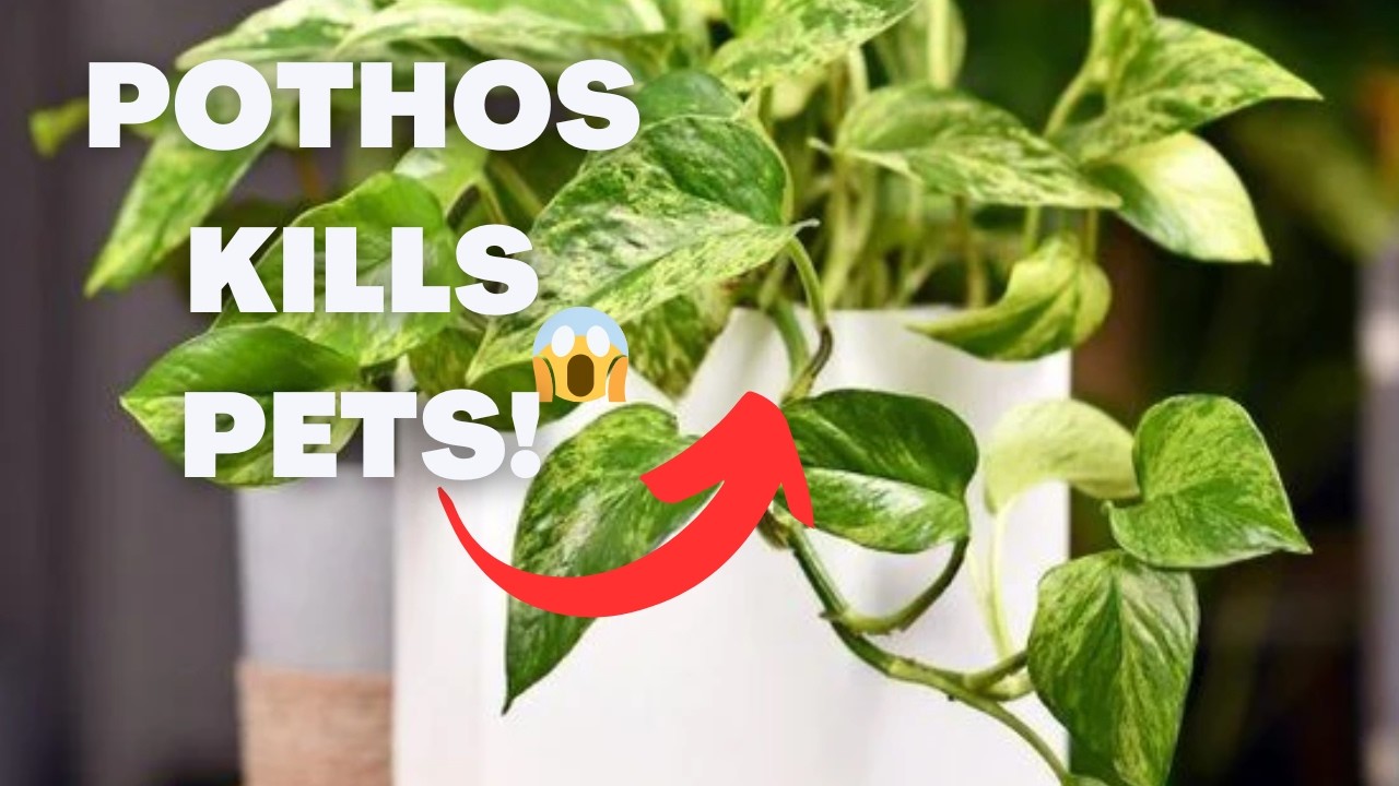 10 Myths Within Fishkeeping