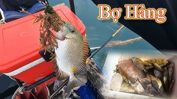 Câu cá dìa và dò bằng rường siêu dính