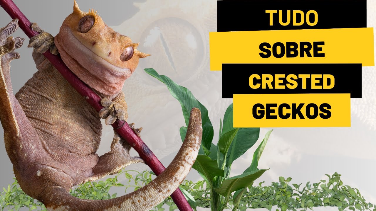 TUDO SOBRE CRESTED GECKOS!