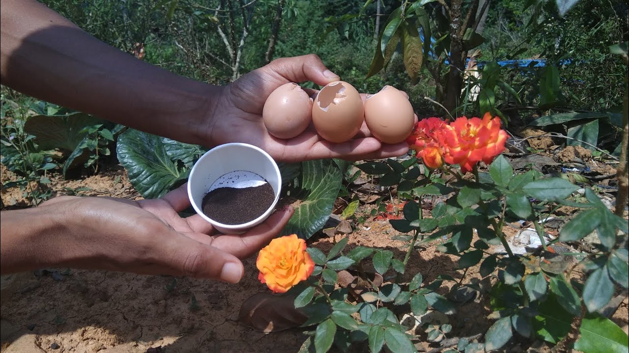 How To Grow Roses Faster Using Egg Shells And Tea Leaves Youtube