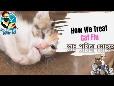 ভিডিও: অ্যাডিসন রোগ - বিড়াল