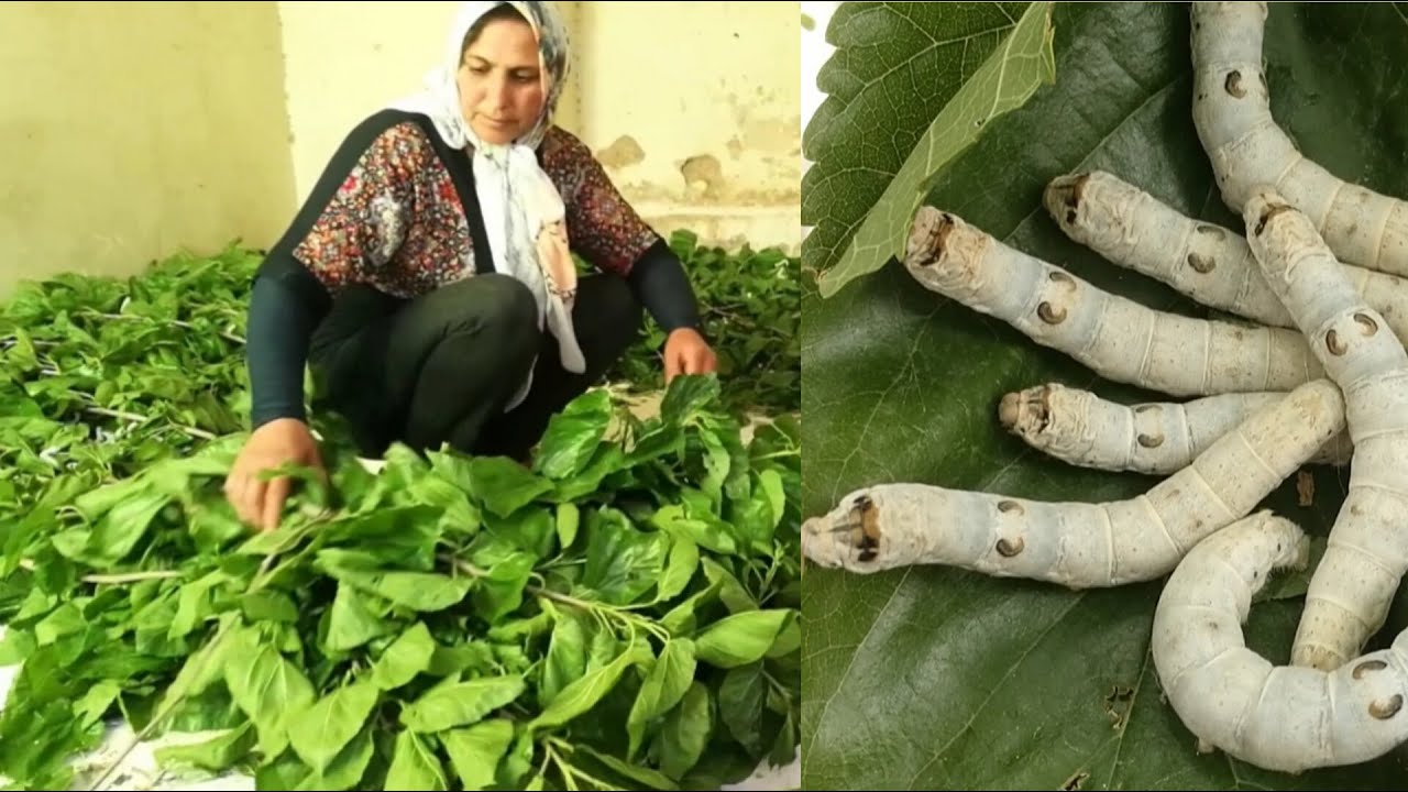 The wonderful world of silkworm breeding harvesting silkworm cocoons