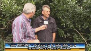 Reflexión sobre la producción de yerba mate - Dos Arroyos Argentina.