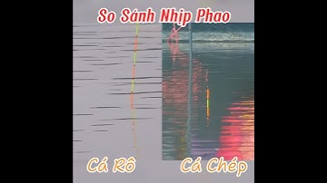 Cá Rô Phi So Với Cá Chép – Nhịp Phao Khi Ăn Mồi Khác Nhau Như Thế Nào? #fishing