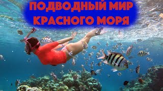 Подводный мир кораллового рифа бухты Sharks Bay. Рыбы красного моря с названиями.