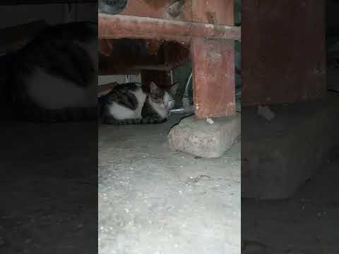 مهمان بعد از یک وعده غذا