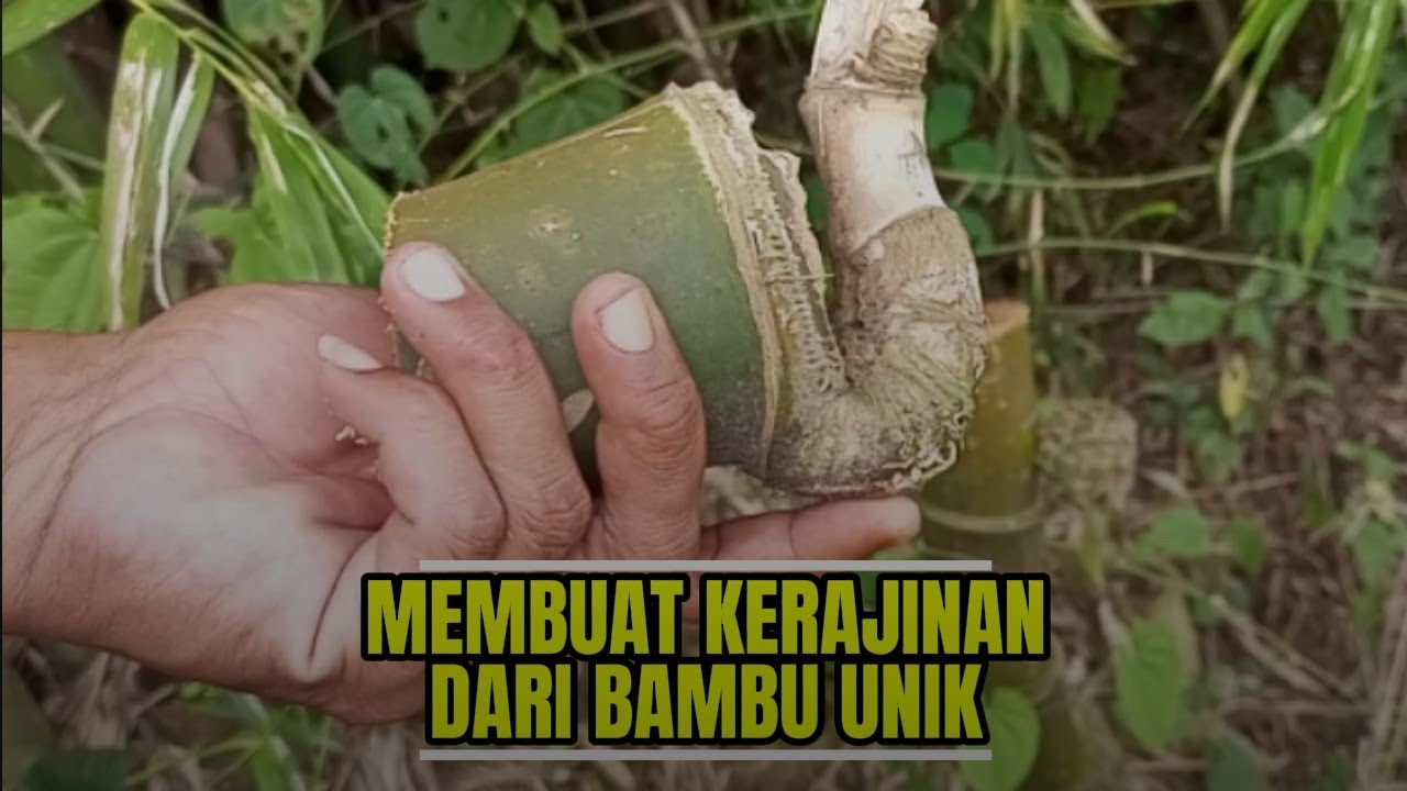 Bambu unik untuk bahan kerajinan,