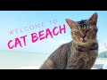 Cat Beach in Malaysia!