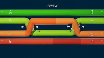 homologous recombination/holliday junction resolution