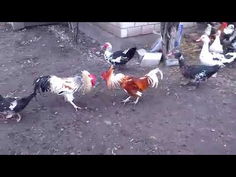 عراك الديوجه