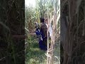 खेत में पकड़ी गयी लड़की वायरल वीडियो