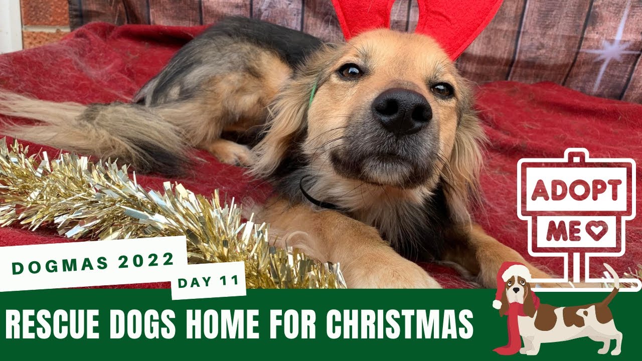Dogmas Day 11 - Rescue dogs home for Christmas!
