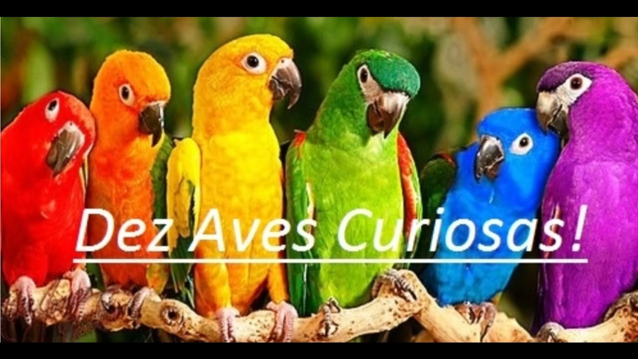 Curiosidade Sobre As Aves - NAZAEDU
