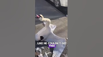 A man helped a poor swan who got his head stuck in a fence