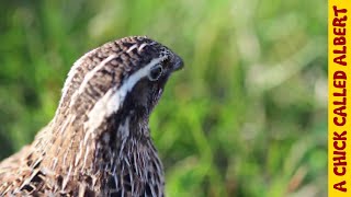 Quail Albert Is Safe With The Guy That Raised Him