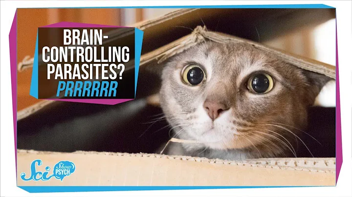 Toxoplasmosis: How Parasites in Your Cat Can Infect Your Brain