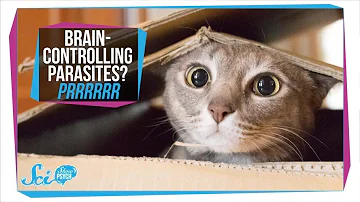 Do most cat owners have toxoplasmosis?