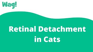 Retinal Detachment In Cats Wag